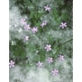 thumbnail image 2 of Terrill, Steve 12x14 Black Ornate Wood Framed with Double Matting Museum Art Print Titled - OR, Storksbill flowers surrounded by seeds, 2 of 4