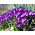 thumbnail image 2 of Flower Record Giant Crocus 15 Bulbs - 8/9 cm Bulbs, 2 of 4