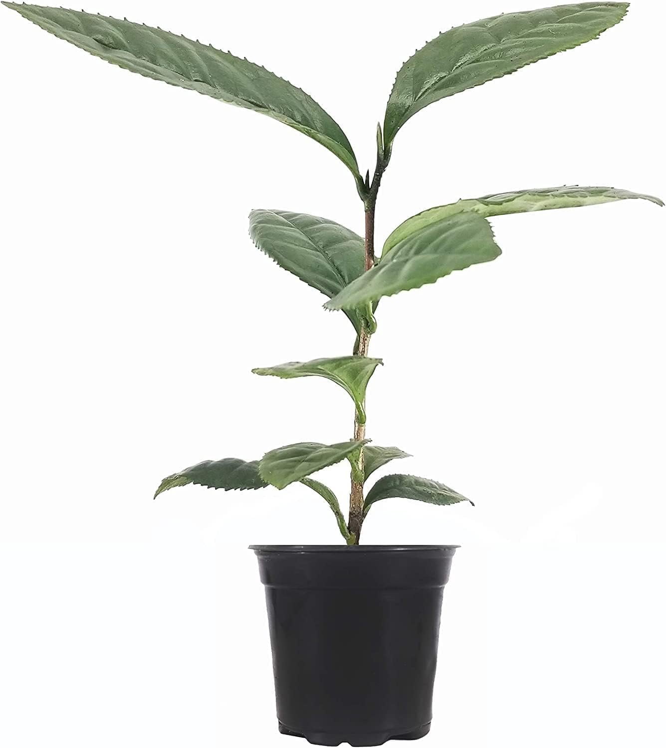 Camellia Sinensis - 4 Inch Container - Large & Beautiful Live Tea Plant - Brew Your Own Black, White, Green & Oolong Tea