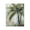 Tropical Palm Fans_v1, variant on Stupell Industries Transitional Fanned Palms Impression Canvas Art, 16 x 20, by Nan