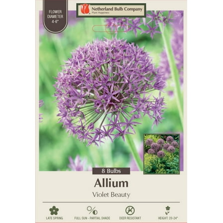 Violet Beauty Flowering Onion Allium - 12/  cm Bulbs - 8 Bulbs
