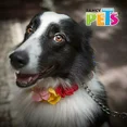 thumbnail image 2 of Fancy Pets Correa De Cadena Roja Para Perro De Grosor 3 Cm,, 2 of 3