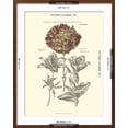thumbnail image 5 of Art.com Tinted Floral IV Art Print by Besler Basilius, Brown Frame Wall Art, 23" x 29", 5 of 5