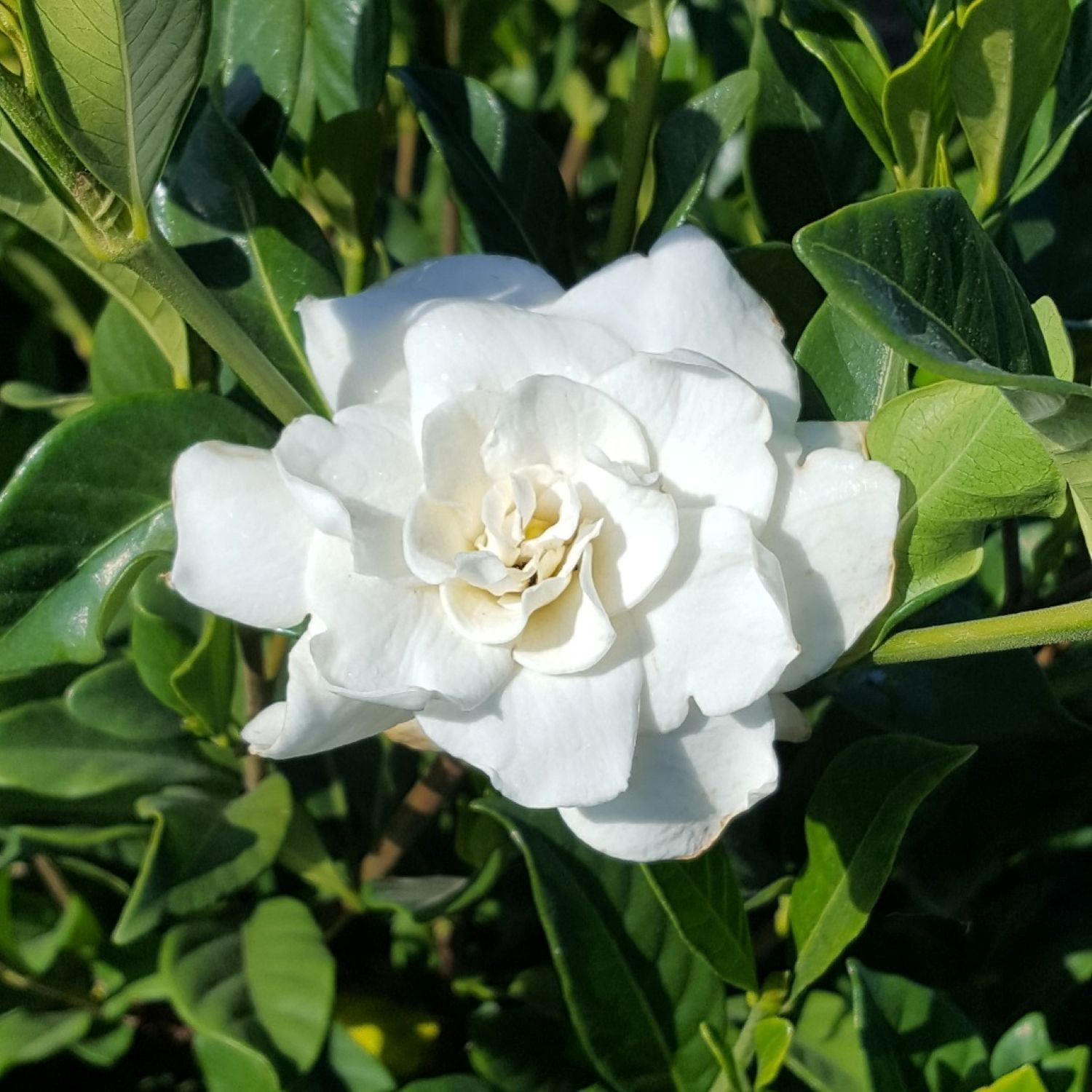 Expert Gardener August Beauty Gardenia (2.5 Quart) White Blooming Evergreen Shrub - Full Sun Live Outdoor Plant