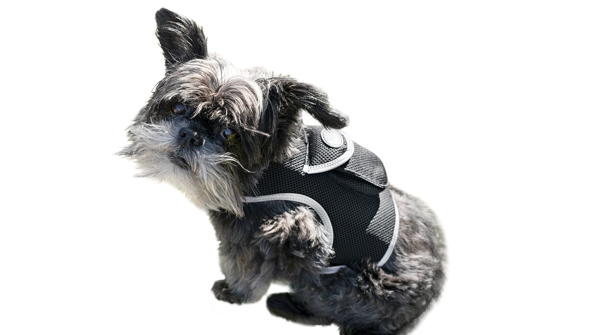 Rechargeable Dog Cat Realtime Mini Pet Locator GPS Collar Tracker NEW Size:L