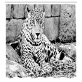 thumbnail image 3 of Ambesonne Jungle Shower Curtain, Wild Tiger Jaguar, 69"Wx70"L, Black White, 3 of 5