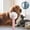 🔥 Pink_New, variant on onlyliua Self-Cleaning Dematting Pet Comb Heavy-Duty Needle-Tooth Tool For Long And Short Coats Multi-Row Teeth Detangling De-Shedding One-Click Release Portable Grooming Tool For Dogs And Cats