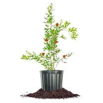 Perfect Plants Wonderful Pomegranate Tree 3 Gallon