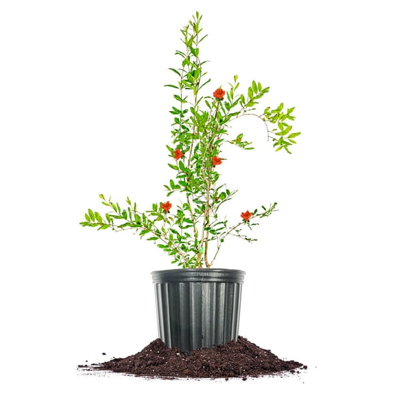 Perfect Plants Wonderful Pomegranate Tree 3 Gallon