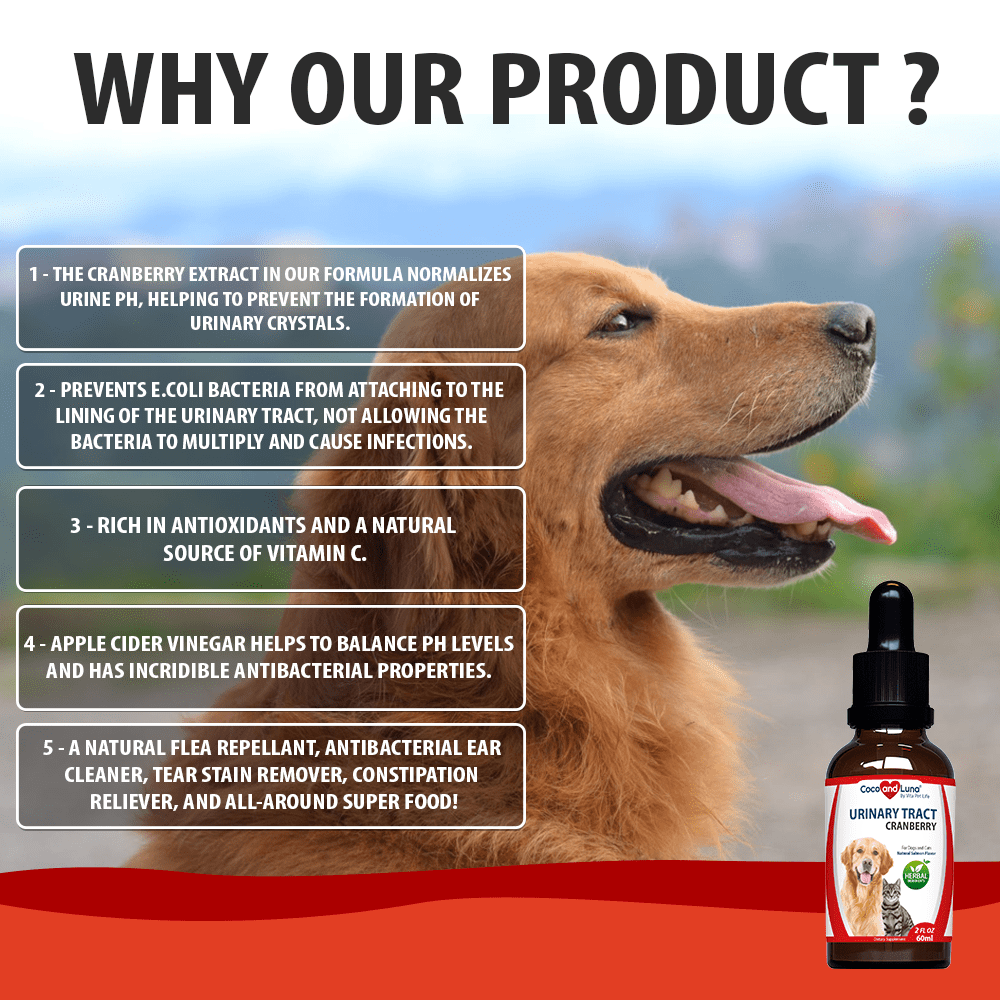 Can Cranberry Juice Help Uti In Dogs