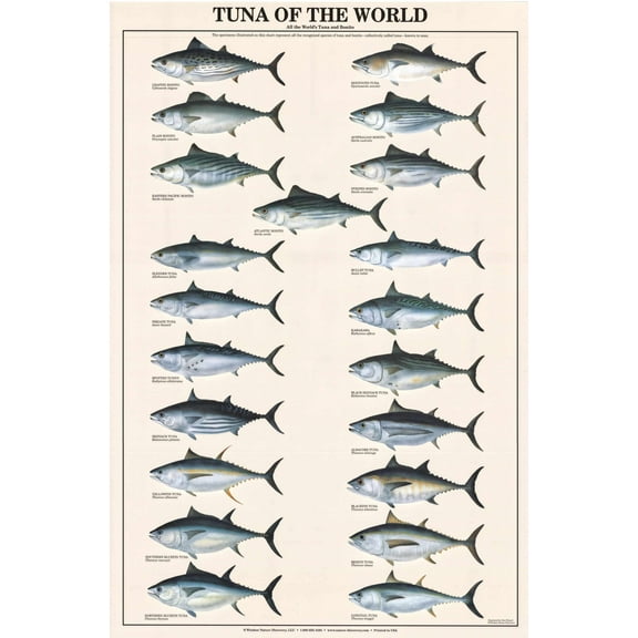 Charting Nature Ron Pittard Tuna of the World 24" x 36" Poster