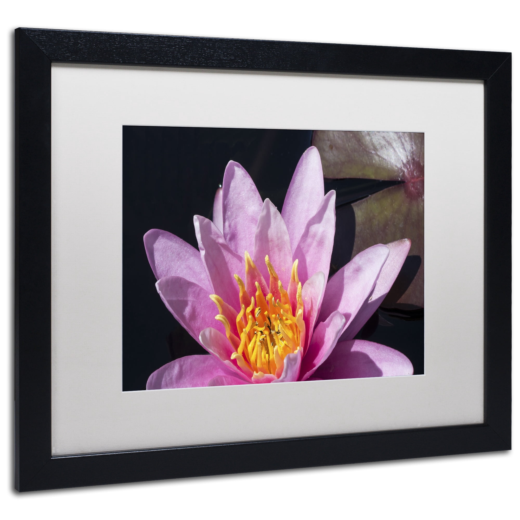 Trademark Fine Art "Pink Lotus" Canvas Art by Kurt Shaffer White Matte, Wood Frame