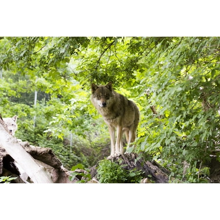 LAMINATED POSTER European Wolf Zoo Predator Canis Lupus Mammal Wolf Poster Print 24 x