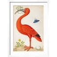 thumbnail image 2 of Art.com Curlew Catesby (or Scarlet Ibis) Art Print by Maria Sibylla Merian, White Frame Wall Art, 17" x 23", 2 of 5