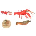 thumbnail image 2 of Lobster Growth Cycle Model, Excellent Gift Growth Cycle Model Cute  For Home Decoration For Kids Education Toy, 2 of 8