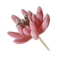 thumbnail image 6 of Artificial Succulent Plants Premium Fake Plants Succulent Plants Mini Faux Succulents  Face Plant Decor Artificial Face Succulent Plants Double Flocked Succulents, 6 of 8