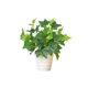thumbnail image 1 of Plantas en Macetas Artificiales Simulación de la Planta Verde Artificial Decoración Del Vestíbulo Del Hotel de la Oficina en Macetas Planta Verde Decoración Del Hogar Planta Artificial, 1 of 6