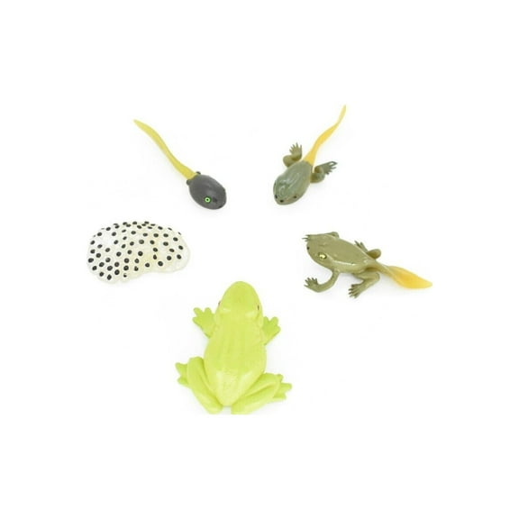 Frog, Learn the Frog Life Cycle, Very Nice Plastic Figure, Model, Realistic Replica, Educational, Figurine, Animal, Life Like, 5 Stages, 2 1/2" CH01 B231