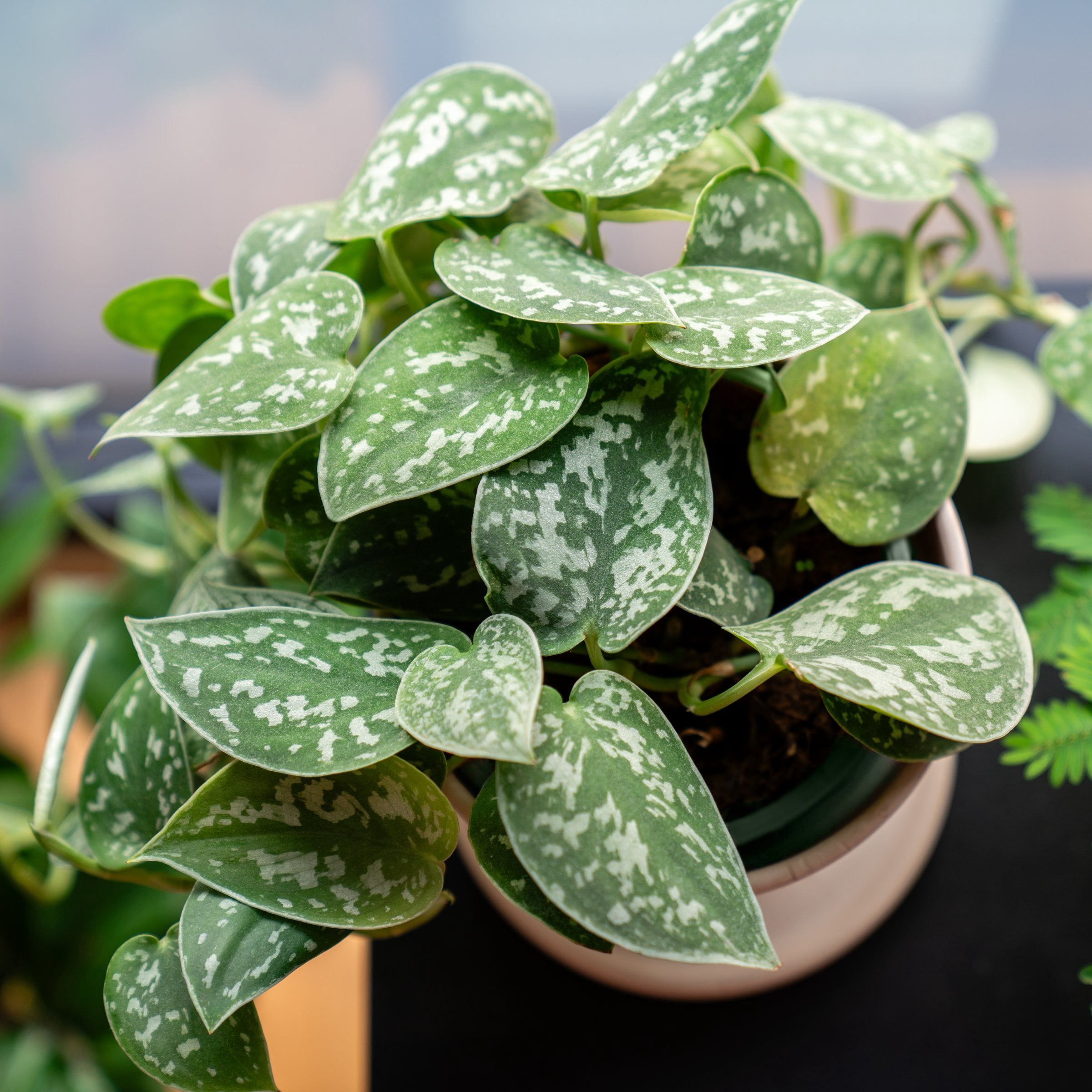 National Plant Network 5.5 in. Pothos Silvery Ann