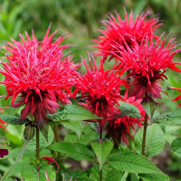 Outsidepride Red Monarda Didyma Bee Balm Flower Seeds - 500 Seeds