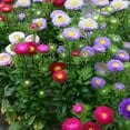 thumbnail image 3 of TomorrowSeeds - Powder Puff Mix China Aster Seeds - 2000+ Count - For 2026 Planting Callistephus, 3 of 9