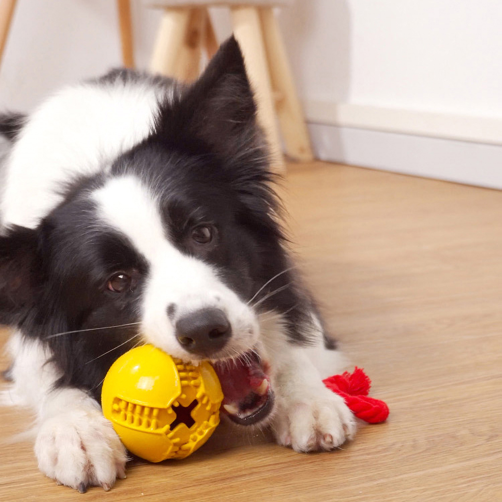 do tennis balls ruin dogs teeth