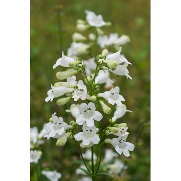 Beardtongue Seeds Penstemon digitalis Meadow Wildflowers Premium Seeds for Planting