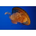 thumbnail image 1 of Guernsey Jellyfish I Wall Decal, 1 of 2