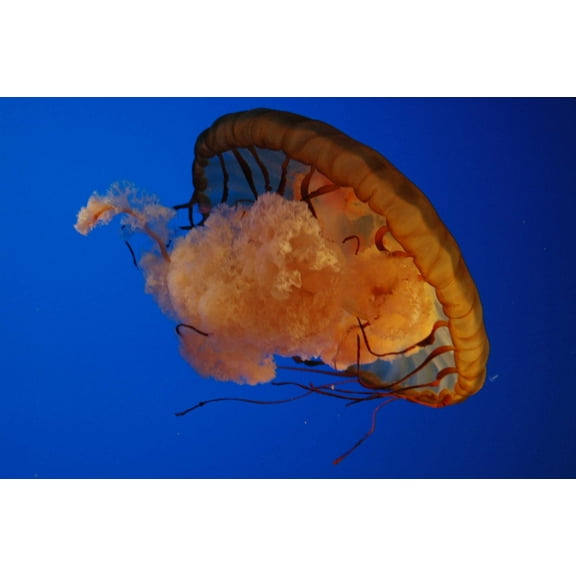 Guernsey Jellyfish I Wall Decal