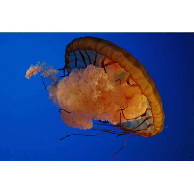 Guernsey Jellyfish I Wall Decal
