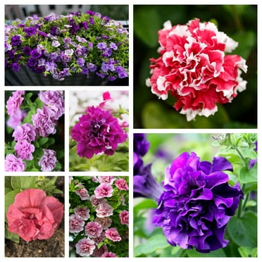 20 * Seeds DOUBLE MIX PETUNIA Floribunda Red Pink Purple Flower Seeds