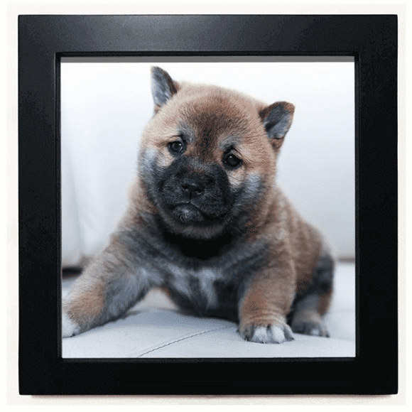 Pippy Dog Pet Animal Cute Picture Black Square Frame Picture Wall Tabletop