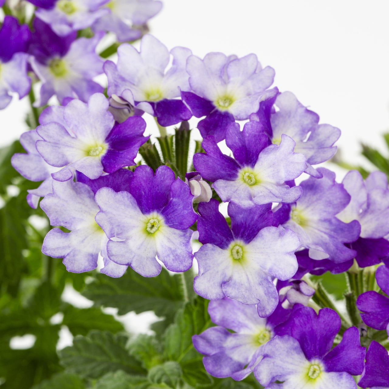 Proven Winners 1.5PT Multicolor Verbena Live Annual Plant Sun 5-Pack