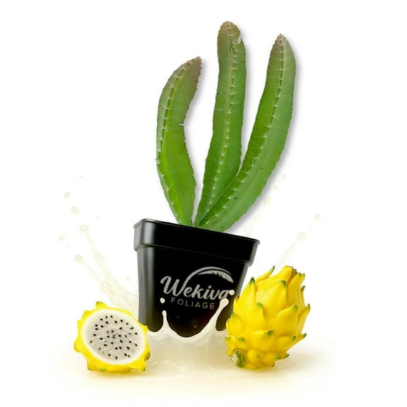 Yellow Dragon Fruit - 1 Live Plants in a 3 Inch Growers Pot - Selenicereus Megalanthus - Tropical Fruiting Cactus Succulent for Your Edible Garden