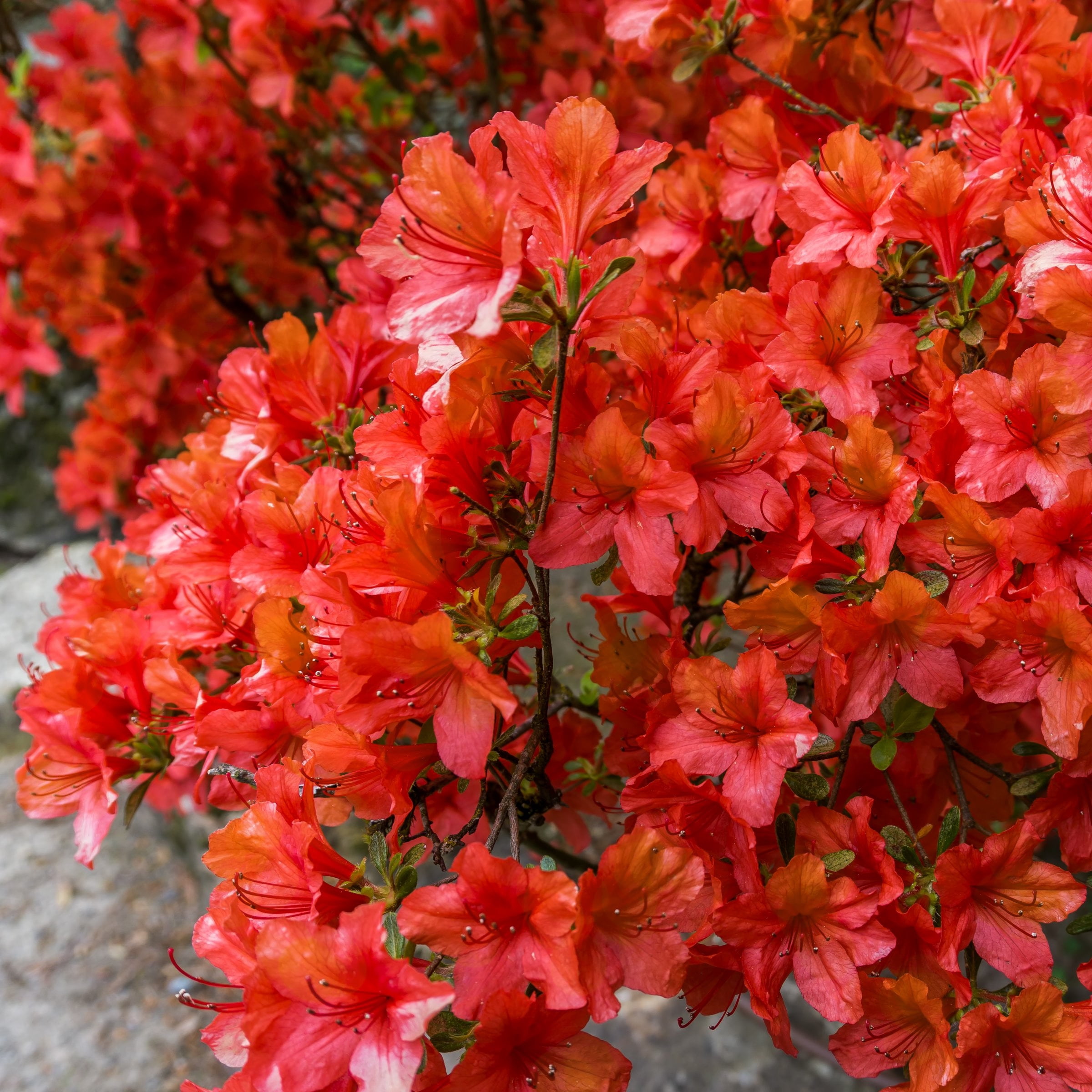 National Plant Network 3 gal. Native Azalea Jeb Stuart