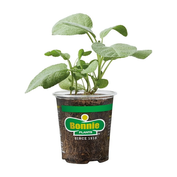 19.3 oz Bonnie Plants Garden Sage