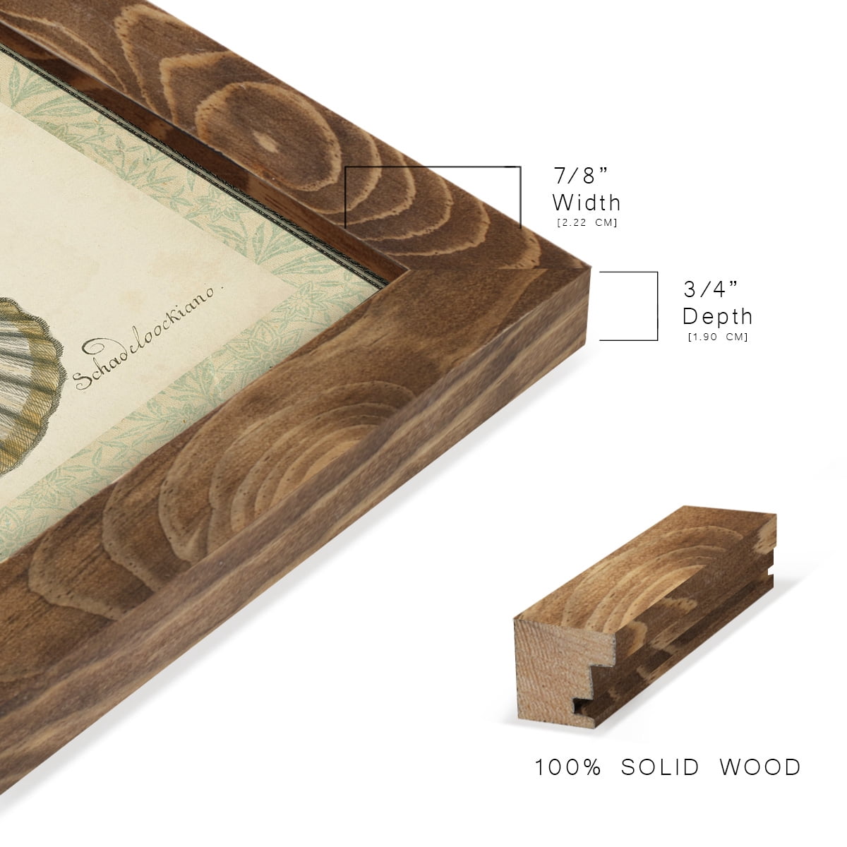 Bookplate Shells III - Framed Print w/glass - Walnut