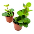 thumbnail image 3 of Peperomia Hope, 2 inch Set of 3, tetraphylla Tiny Mini Pixie Plants, 3 of 6