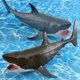 thumbnail image 2 of Set de maquetas Shark Great White Shark y Mako Shark (PVC, 27 cm), 2 of 3