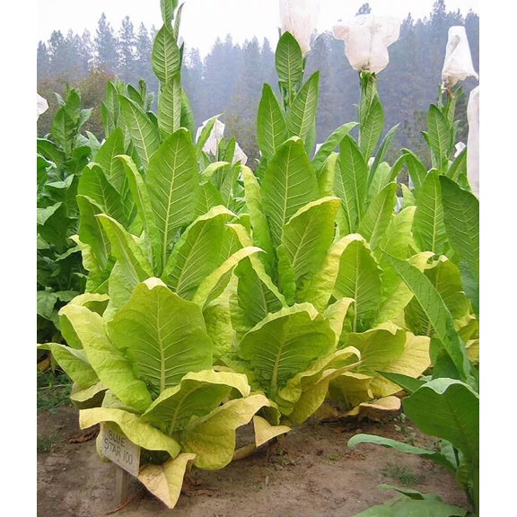 1000 Blue Star 100 Tobacco Seeds ~ Heirloom Burley Nicotiana Tabacum