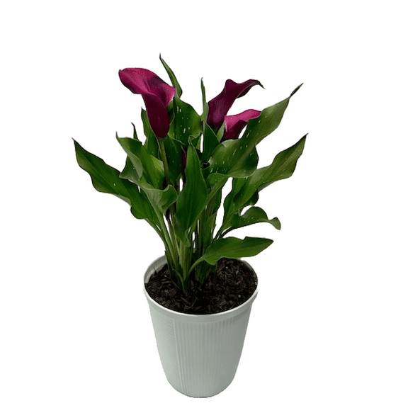 Expert Gardener Outdoor Live Plant Calla Lily Purple Spirit Purple, 3QT White Pot, Full Sun