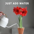 thumbnail image 3 of Bloomingbulb 1 Red Amaryllis, Easy to Grow Live Indoor Flower, Flower Bulb Potted in Festive Pot, Gift for Christmas, Holidays, Housewarming, Office, Home, and Room Decor, 12-24-Inches Tall, 3 of 7