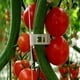thumbnail image 5 of Clips de Plástico para Soporte de Plantas, Herramienta de Fijación de Injerto de Protección de Vid de Plantas Reutilizable para Suministros de Jardín de Tomates Vegetales,A, 5 of 5