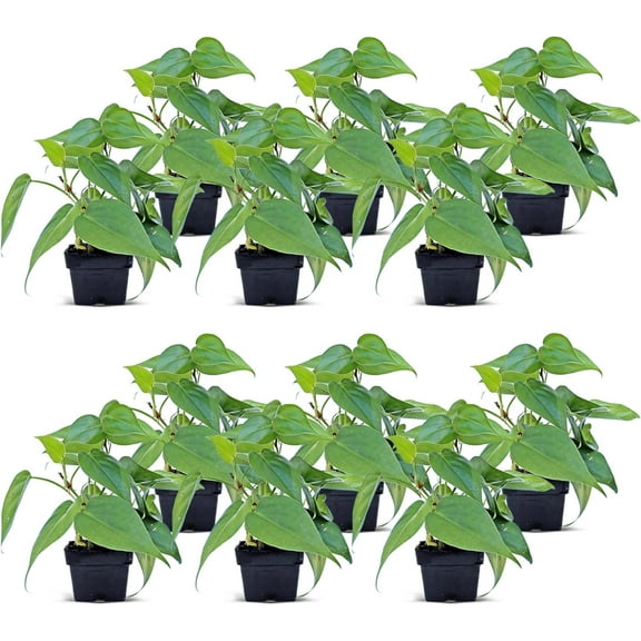12 Pack Live Heartleaf Green Philodendron, Philodendron Hederaceum, Indoor Potted Vine Houseplant, Co-worker Gift, Office Plant, Trailing Gardening Gift, Birthday Gift in 3" Pot