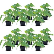 12 Pack Live Heartleaf Green Philodendron, Philodendron Hederaceum, Indoor Potted Vine Houseplant, Co-worker Gift, Office Plant, Trailing Gardening Gift, Birthday Gift in 3" Pot