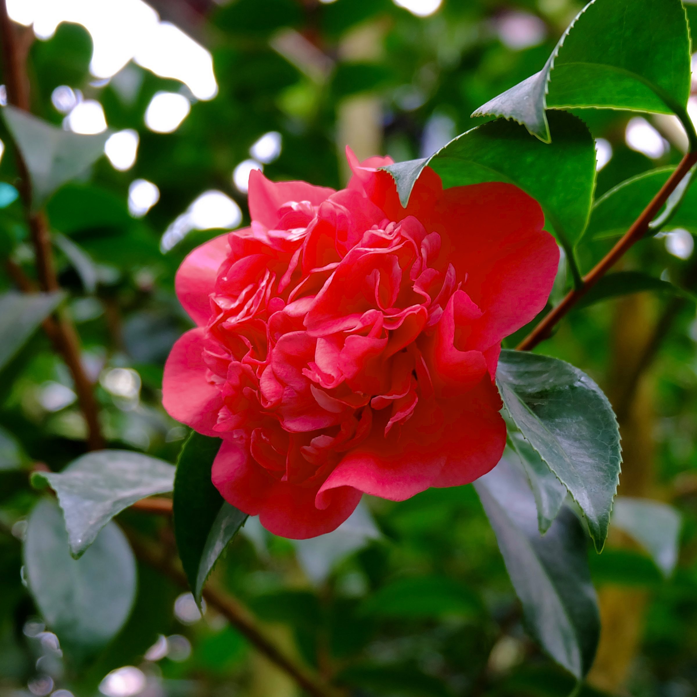 National Plant Network 1 gal. Camellia Japonica April Tryst Shrub