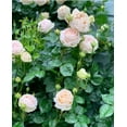 thumbnail image 2 of 32+ Seeds| Madame Anisette Grandiflora Rose Seeds - Authentic Seeds - Perennial~ GMO Free ~Flower seeds~ ~ Asian Garden~ Herbs B5G1#1029, 2 of 5