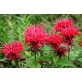 thumbnail image 6 of 10 Panorama RED BEE BALM Monarda Didyma Oswego Tea Herb Flower Seeds, 6 of 10