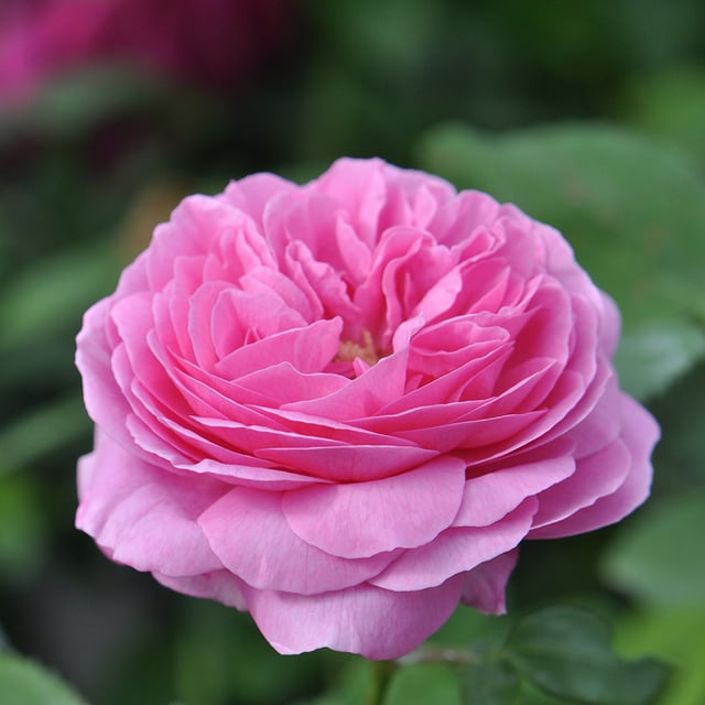 Heirloom Roses Rose Bush - The Louise Odier Bourbons Plant , Live Fragrant Plants For Outdoors , Pink Own Root Bushes For Planting , One Gallon Potted Outdoor Flowers