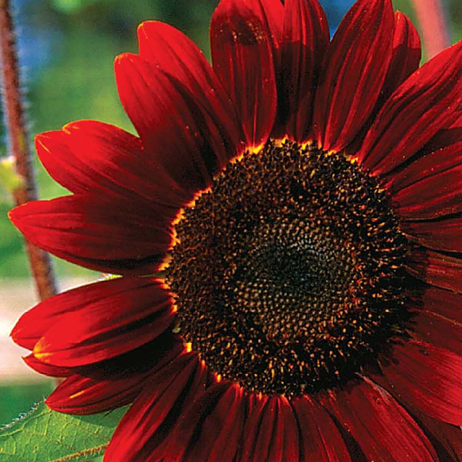 Sunflower サイズ48 ウィンターコート　ours 深水　ローズ Sunflower サイズ48 ウィンターコート ours 深水 ローズ 【公式通販】